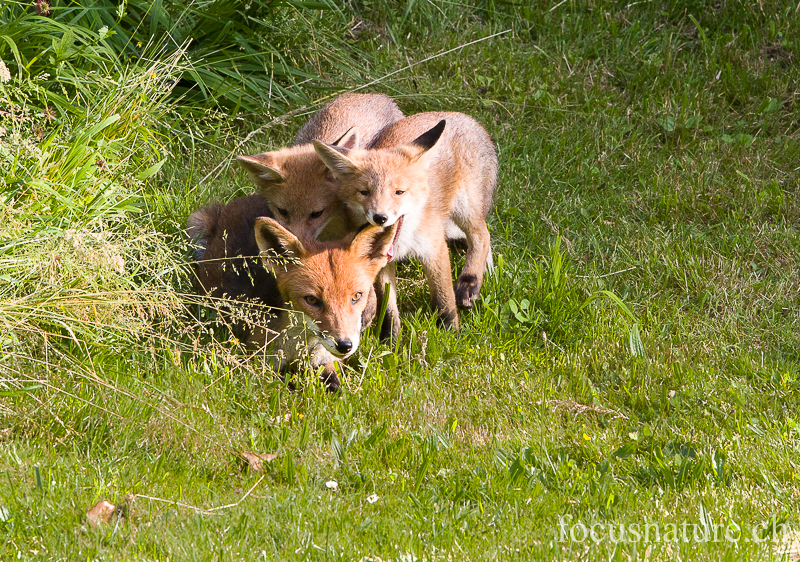 Renard 6005.jpg - Renardeaux roux avec leur mère, Vulpes vulpes (Ermitage, Genève, Suisse, juin 2013). Elle a eu 5 petits cette année.
